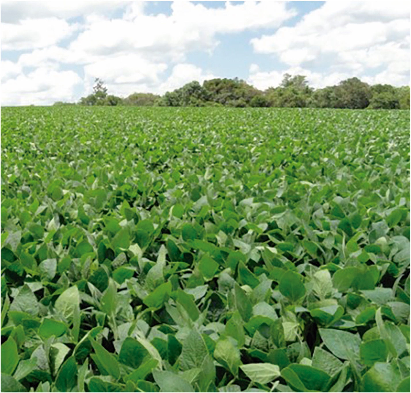 Operação de facilities na indústria de Agronegócio atendida pela ARO